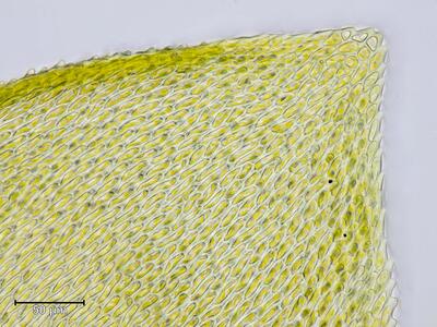 nogopterium gracile blattspitze