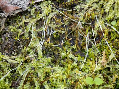chiloscyphus pallescens 2