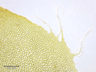 barbilophozia hatcheri blatt cilien