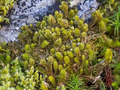 barbilophozia lycopodioides