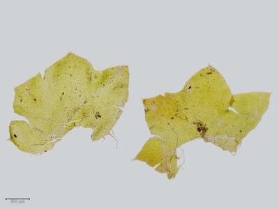 barbilophozia lycopodioides blatt