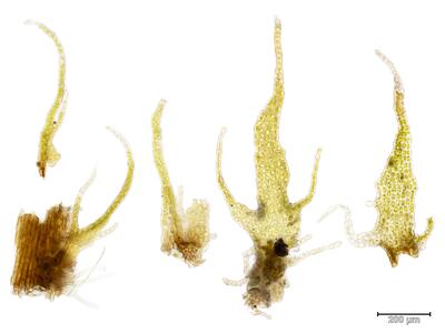 barbilophozia quadriloba unterblatt