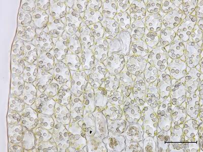 lophozia ascendens blattrand
