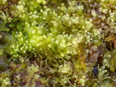 lophozia ascendens detail