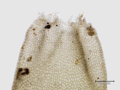 lophozia excisa perianthmuendung