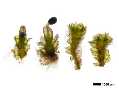 lophozia incisa 2 habitus unterseite