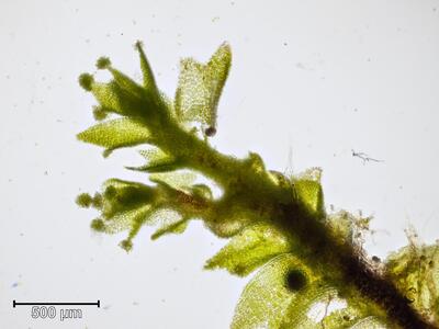 lophozia silvicola habitus