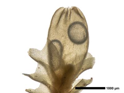 lophozia ventricosa habitus oberseite perianth1
