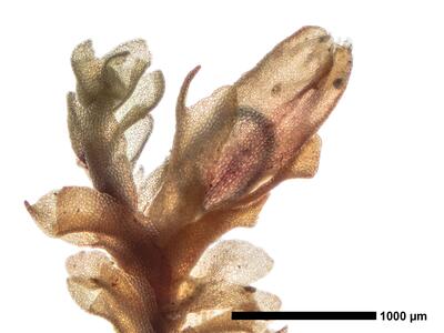 lophozia ventricosa habitus oberseite perianth2