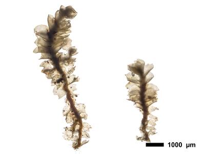 lophozia wenzelii 1 habitus oberseite