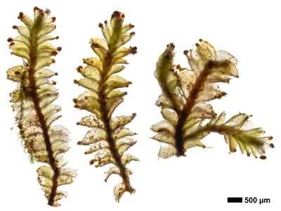 tritomaria exsecta 1 habitus unterseite