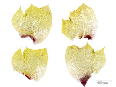 tritomaria exsectifomis blatt