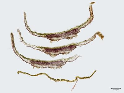 marchantia paleacea thallus quer
