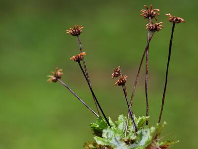 marchantia polymorpha ssp polymorpha