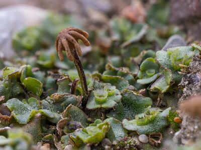 marchantia polymorpha ssp polymorpha weiblicher traeger