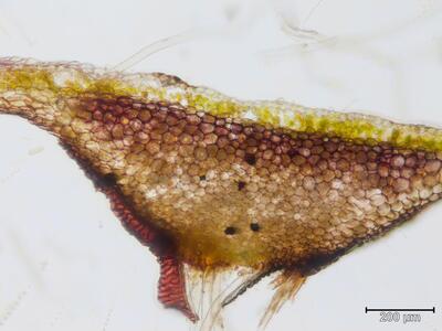 preissia quadrata thallus querschnitt