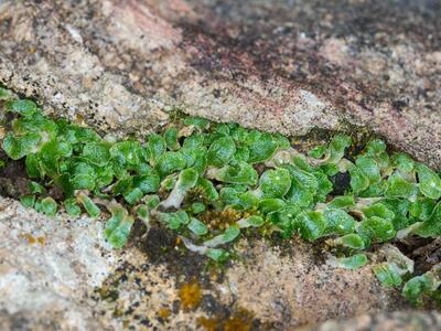 sauteria alpina