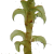 Meesiaceae