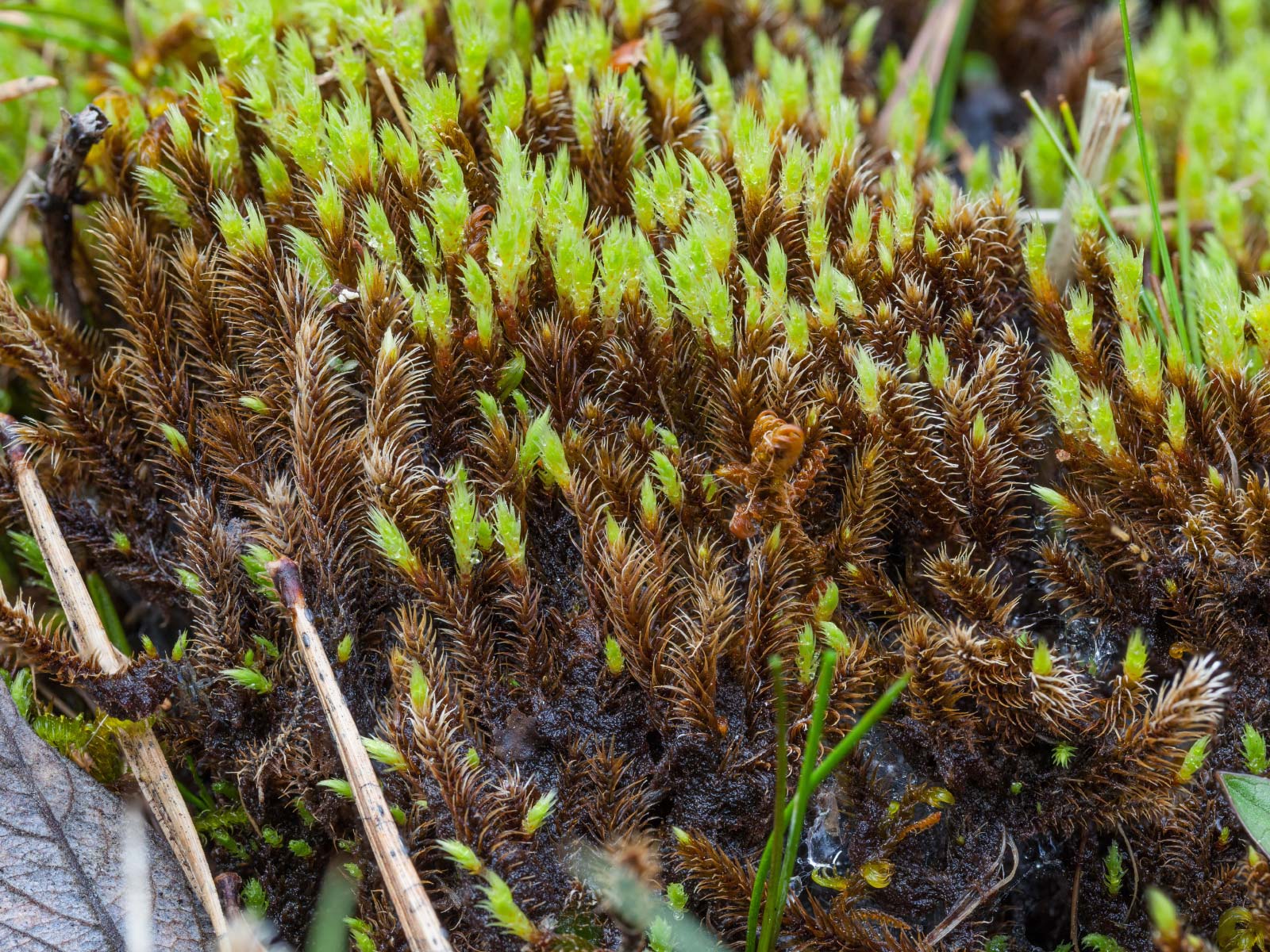 Korseby Online Meesiaceae