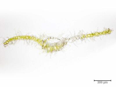 apometzgeria pubescens quer