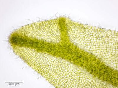 apometzgeria pubescens thallusspitze
