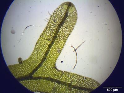 metzgeria furcata thallus