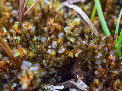 cinclidium stygium