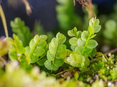 cyrtomnium hymenophylloides