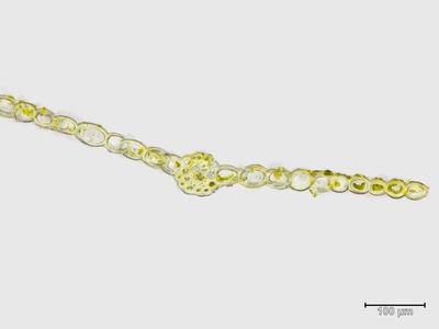 cyrtomnium hymenophylloides blatt quer