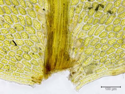 cyrtomnium hymenophylloides blattbasis