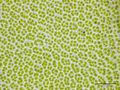 mnium marginatum blattmitte