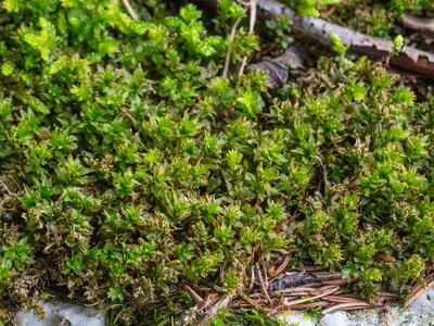 mnium spinosum