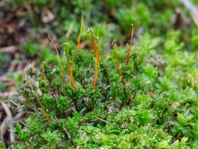 mnium spinosum detail