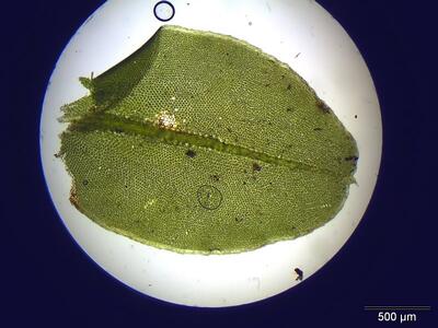 plagiomnium cuspidatum blatt