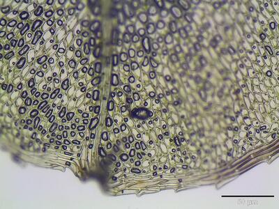 plagiomnium ellipticum blattspitze