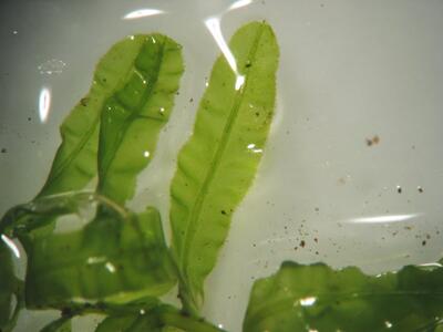 plagiomnium undulatum blatt