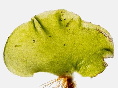 moerckia blyttii thallus