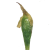 Orthotrichaceae