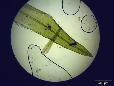 orthotrichum affine blatt