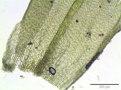 orthotrichum affine blattgrund