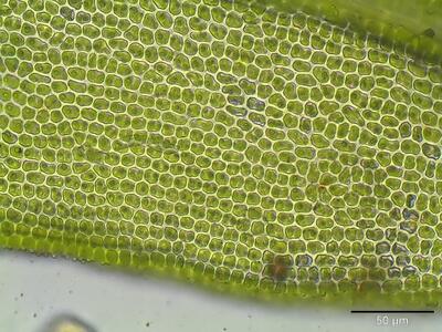 orthotrichum affine lamina