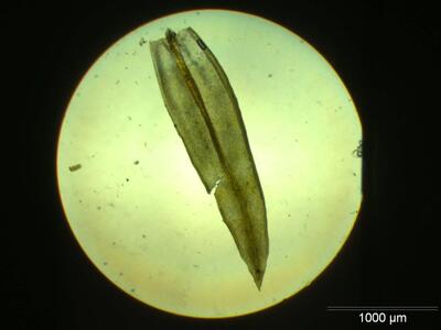 orthotrichum anomalum blatt