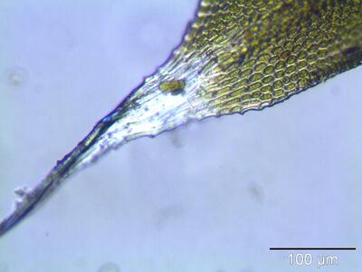 orthotrichum diaphanum glasspitze