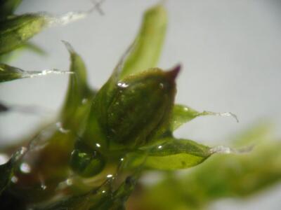 orthotrichum diaphanum sporogon