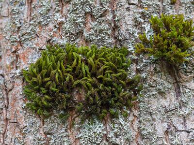 orthotrichum lyellii