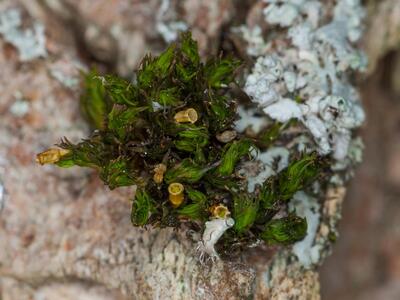 orthotrichum patens