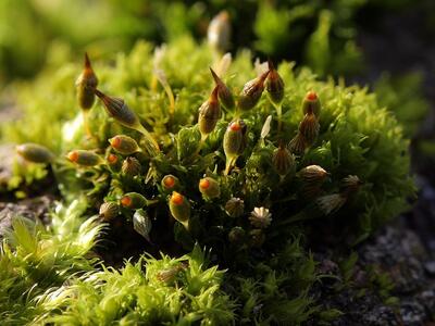 orthotrichum pulchellum