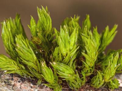 orthotrichum pumilum detail