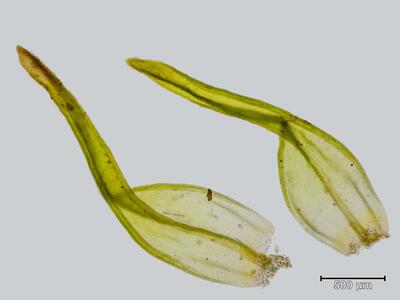 orthotrichum rogeri blatt