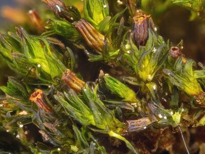 orthotrichum rogeri detail